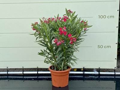 Roter Oleander - Nerium Oleander 80-100 cm