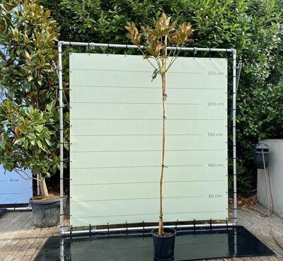 Magnolia Grandiflora Gallisoniensis - Hochstamm - Höhe 250-300 cm