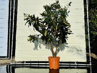 Japanischen Wollmispel - Eriobotrya Japonica - 200cm 