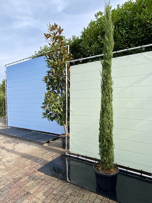 Cupressus Sempervirens Stricta - Italienische Zypresse - Höhe 300 cm Cupressus Sempervirens Stricta - Italienische Zypresse - Höhe 300 cm