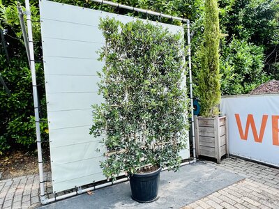 Osmanthus heterophyllus - Spalier