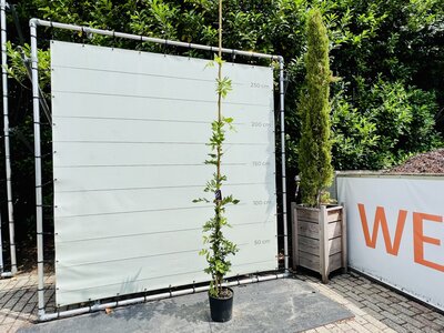 Blauregen - Glyzinie