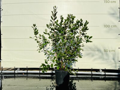 Ananas-Guave - 120 cm hoch