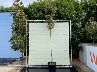 Quercus Ilex - Steineiche - Höhe 300 cm