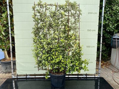 Quercus Ilex Spalier Slate-Bildschirm