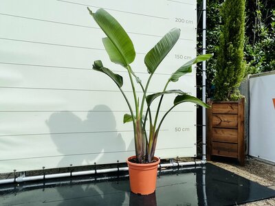 Paradiesvogelblume Augusta  - Strelitzia Augusta - 140 - 170 cm