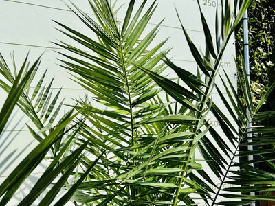 Pflege Phoenix Canariensis