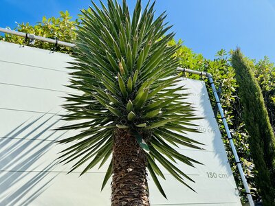 Pflege Yucca Filifera