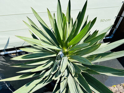 Pflege Yucca Gloriosa