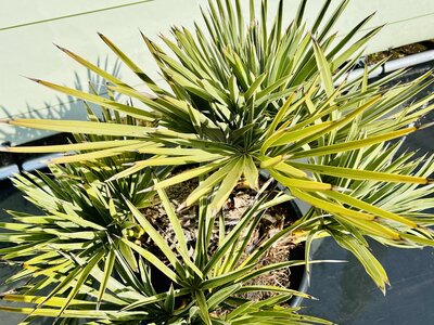 Pflege Trithrinax campestris