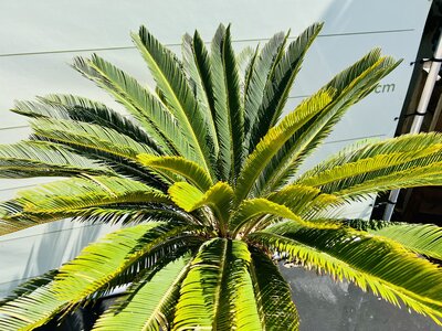 Pflege Cycas Revolta