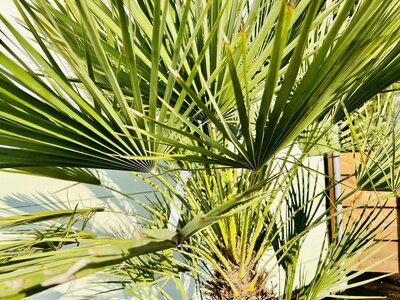 Pflege Chamaerops Humilis