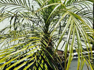 Pflege Phoenix Roebelinii