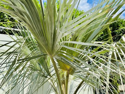 Pflege Brahea Armata