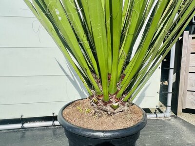 Pflege Yucca Faxoniana