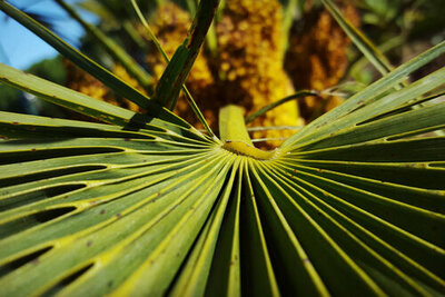 Pflege Trachycarpus Fortunei