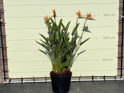 Paradiesvogel blume - Strelitzia Reginae 150 - 170 cm