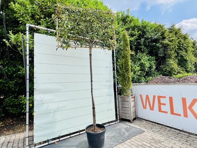 Photinia - Schiefer-Bildschirm