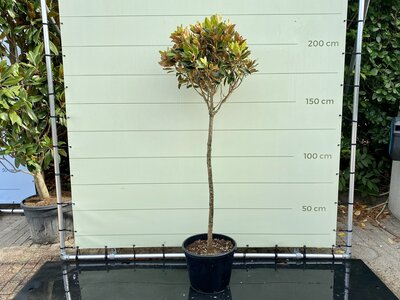 Magnolia Grandiflora - Little Gem - Höhe 200 cm