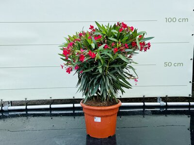 Nerium Oleander - Rot ca. 100 cm