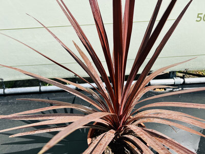 Pflege Cordyline Australis