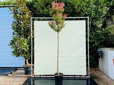 Lagerstroemia indica - ca. 350 cm