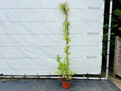 Toskanische Jasmin - ca. 160 cm