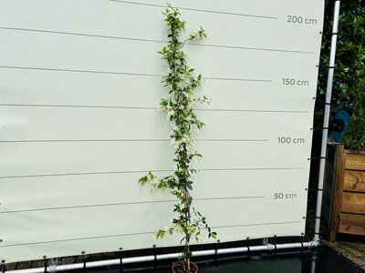 Toskanische Jasmin 200cm