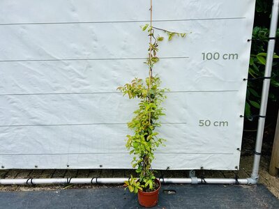 Toskanische Jasmin - ca. 120 cm