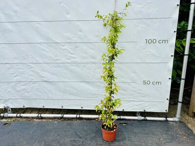 Toskanische Jasmin - ca. 140cm