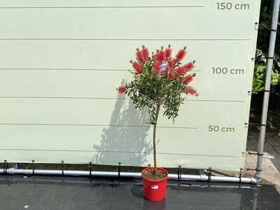 Callistemon auf Stamm 110 cm
