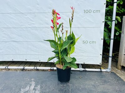 Canna Indica - Rosa