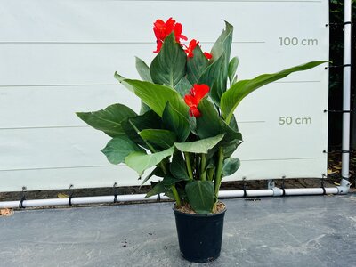 Canna Indica - Rot