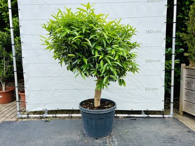 Zitrusbaum - Mandarinenbaum ca. 160 cm