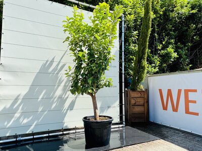 Zitrusbaum - Zitronenbaum ca. 250 cm