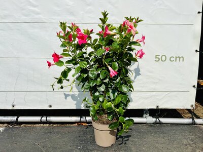 Mandevilla - Rosa 70cm