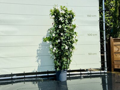 Mandevilla - Weiß