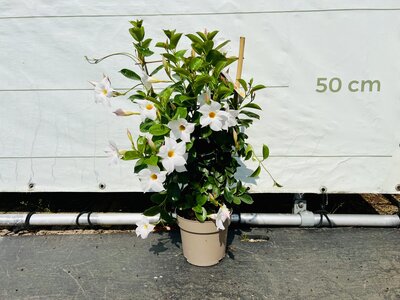 Mandevilla - Weiß 70cm