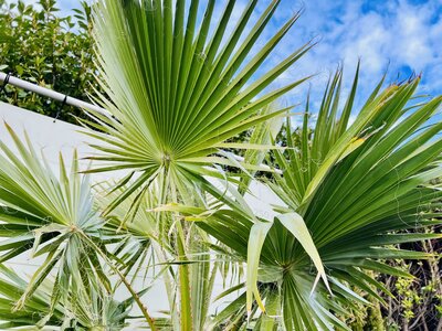Pflege Washingtonia Robusta