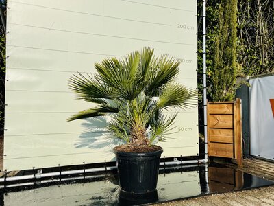 Palme - Chamaerops Humilis