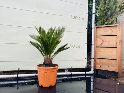 Cycas Revoluta - ca. 75 cm