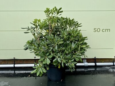 Australischer Lorbeer -  Pittosporum Tobiara - 40 cm