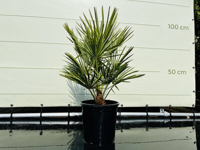 Chamaerops Humilis - ca. 75 cm