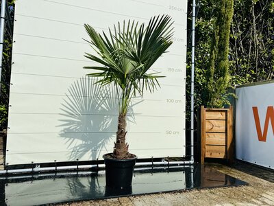 Trachycarpus Fortunei - ca. 180 cm