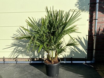 Trachycarpus Fortunei - Mehrstämmig, ca. 90 cm