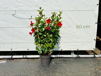 Mandevilla - Rot 70cm