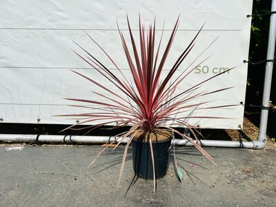 Cordyline Australis - Charlie Boy