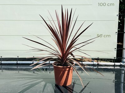 Cordyline Australis - Red Star
