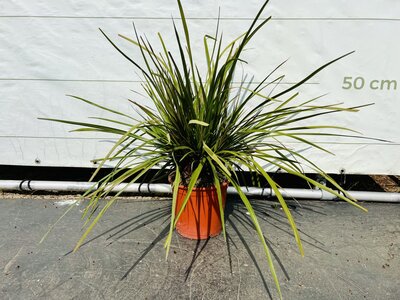 Cordyline Australis - Festival Lime