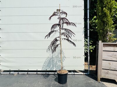 Persischer Baum - Albizia Sommerschokolade